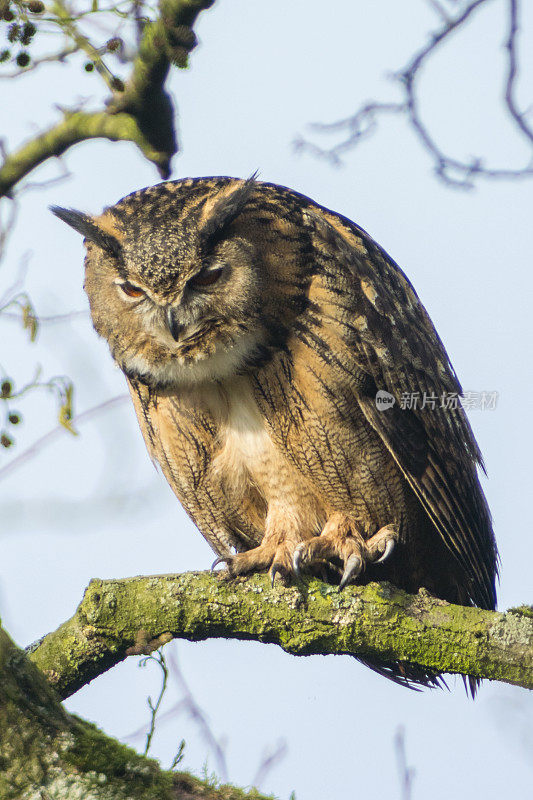 欧亚鹰鸮(Bubo Bubo)坐在树上